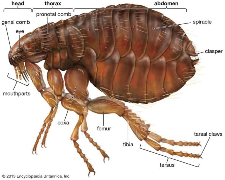 Fleas: Tiny Texas Tumbleweeds That Bite - APS Pest and Termite ...